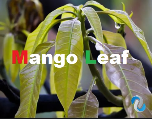 mango leaf
