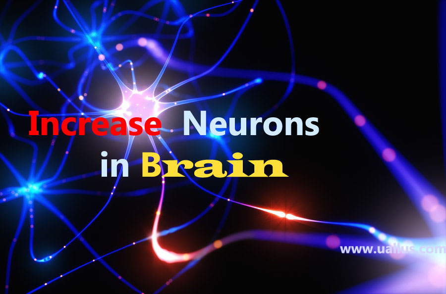 ncrease of neurons